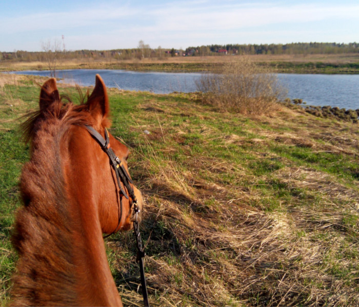 Фото водоёма рядом с конюшней в Кощейково